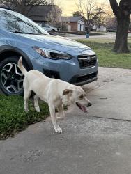 Found/Stray Female Dog last seen Spring Hill park, Edmond, OK 73013