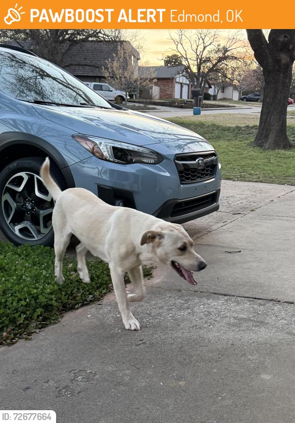 Found/Stray Female Dog last seen Spring Hill park, Edmond, OK 73013