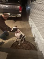 Found/Stray Unknown Dog last seen Hummingbird ave , Hobe Sound, FL 33455
