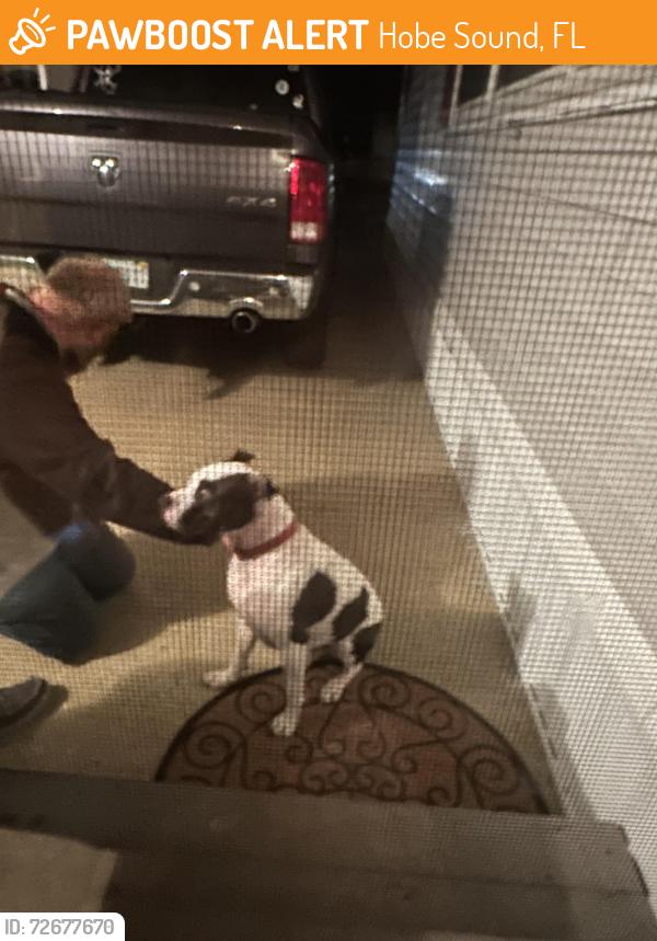 Found/Stray Unknown Dog last seen Hummingbird ave , Hobe Sound, FL 33455