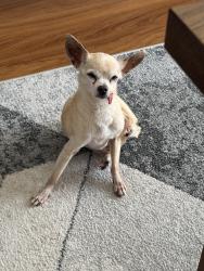 Lost Male Dog last seen Ambushers St, Diamond Bar, CA 91765