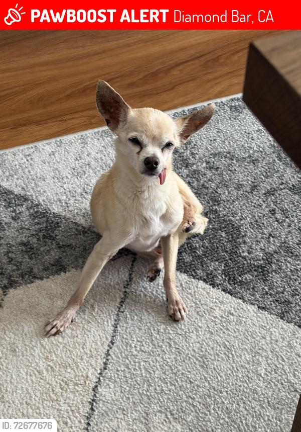Lost Male Dog last seen Ambushers St, Diamond Bar, CA 91765