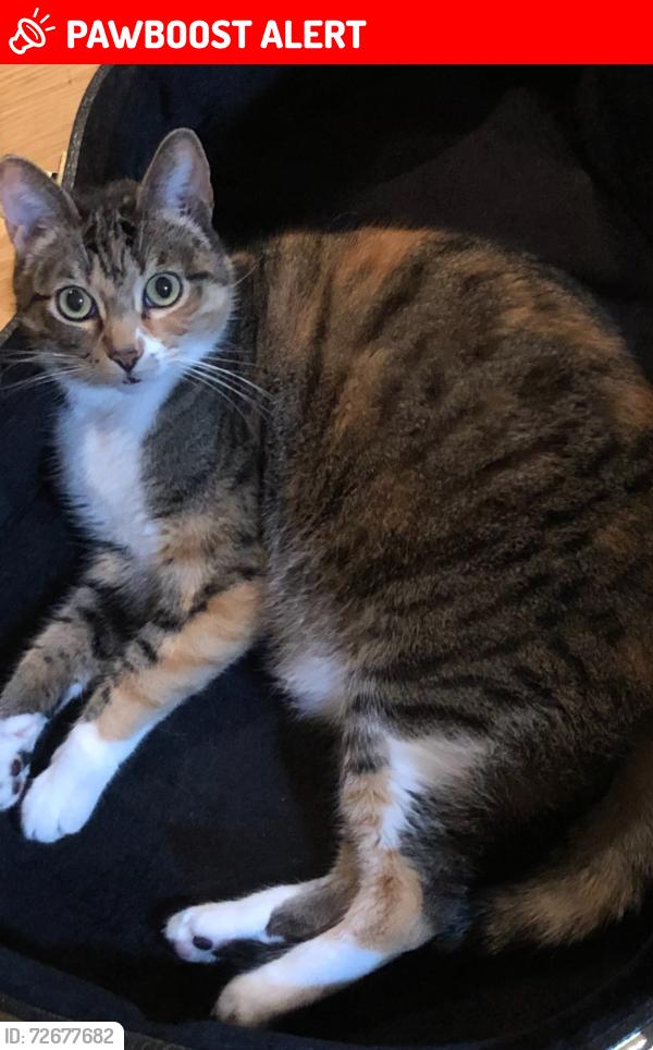Lost Female Cat last seen Basswood and ironwood st , Rancho Palos Verdes, CA 90275