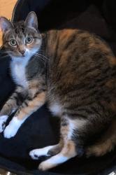 Lost Female Cat last seen Basswood and ironwood st , Rancho Palos Verdes, CA 90275
