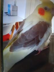 Lost Male Bird last seen Ross st. Birmingham intersection. Heading towards Ashmore., Carrara, QLD 4211