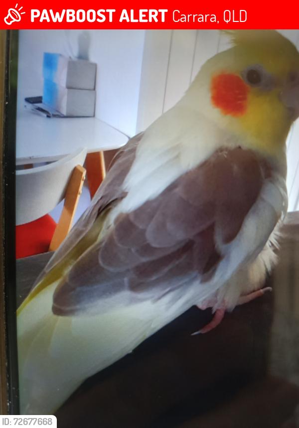 Lost Male Bird last seen Ross st. Birmingham intersection. Heading towards Ashmore., Carrara, QLD 4211