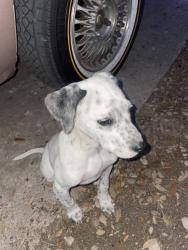 Found/Stray Male Dog last seen Near oleander lane, Round Rock, TX 78664