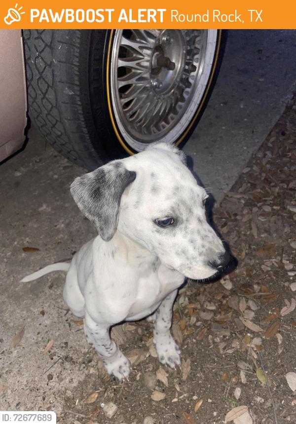 Found/Stray Male Dog last seen Near oleander lane, Round Rock, TX 78664