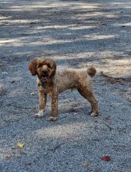 Lost Male Dog last seen Winona Trl. & Potawatomi Trl., Rolling Prairie, IN 46371