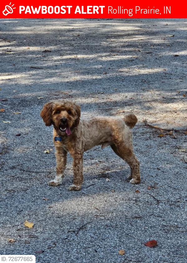 Lost Male Dog last seen Winona Trl. & Potawatomi Trl., Rolling Prairie, IN 46371