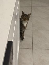 Lost Male Cat last seen Tidal Beach Ave, Moonbay Pkwy, CR-210E, St. Johns County, FL 32095