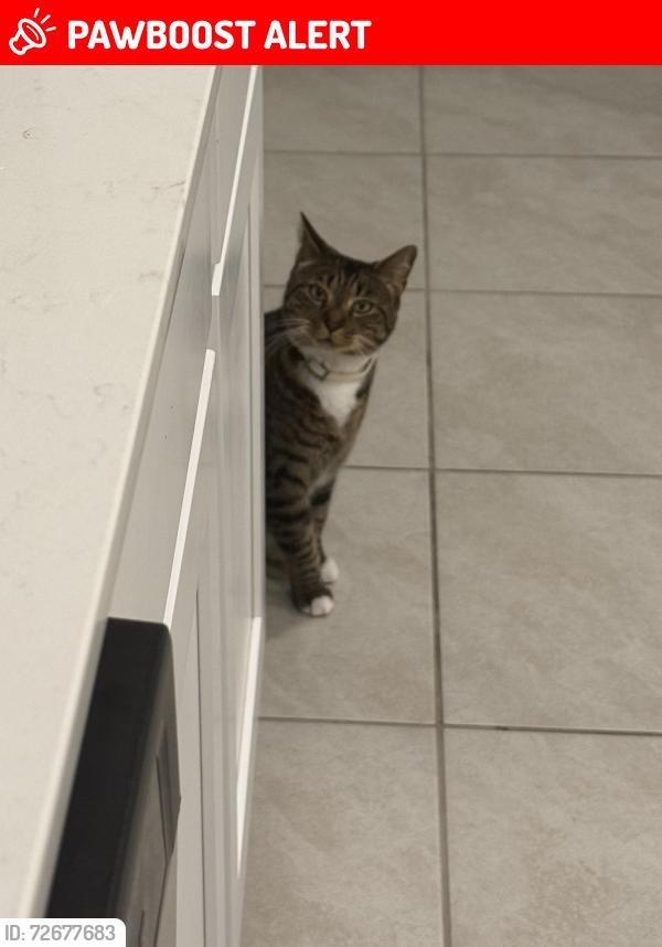 Lost Male Cat last seen Tidal Beach Ave, Moonbay Pkwy, CR-210E, St. Johns County, FL 32095