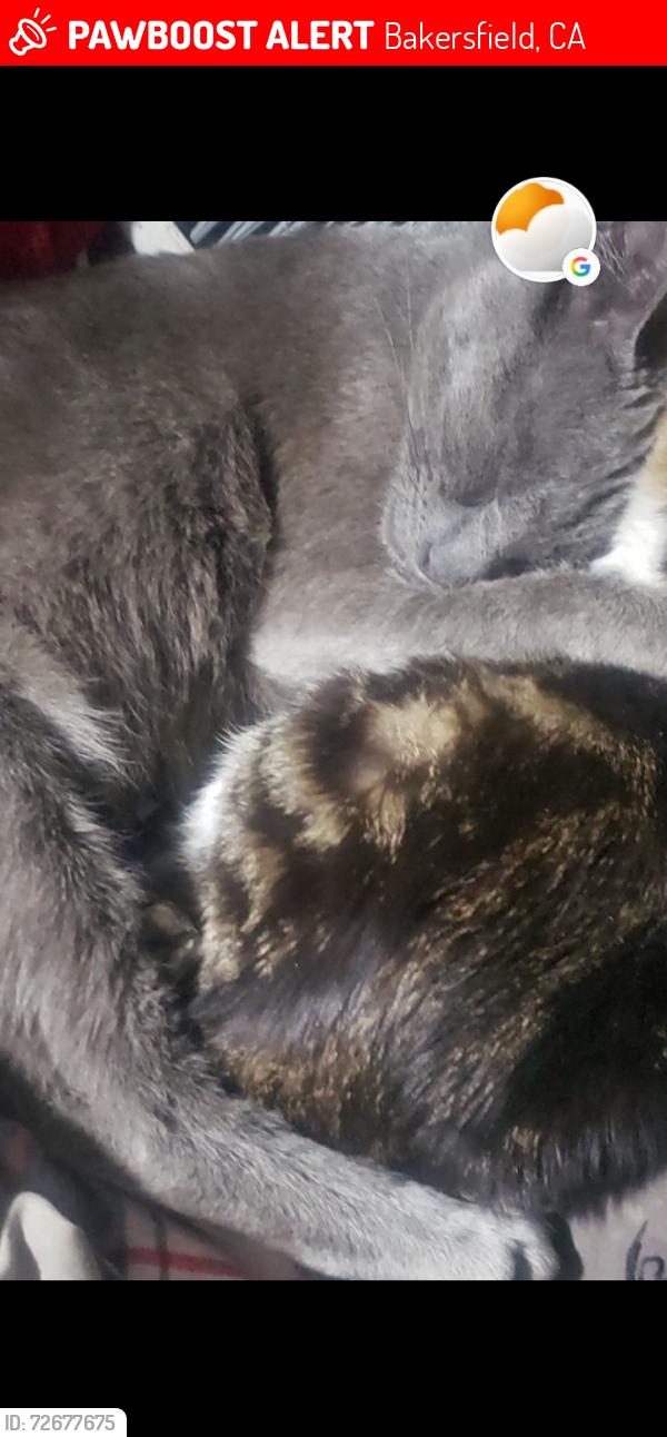 Lost Male Cat last seen Beardsley Ave * North Chester , Bakersfield, CA 93308