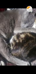 Lost Male Cat last seen Beardsley Ave * North Chester , Bakersfield, CA 93308