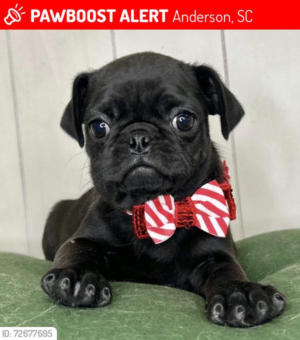 Lost Female Dog last seen River street , Anderson, SC 29624