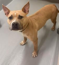 Found/Stray Female Dog last seen Located at Rockdale County Animal Service 1506 Rockbridge Road Conyers, GA 30012, Conyers, GA 30012