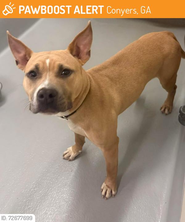 Found/Stray Female Dog last seen Located at Rockdale County Animal Service 1506 Rockbridge Road Conyers, GA 30012, Conyers, GA 30012