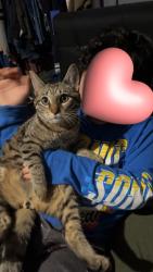 Lost Male Cat last seen Near Garland Dr Sebring Fl 33870, Sebring, FL 33870