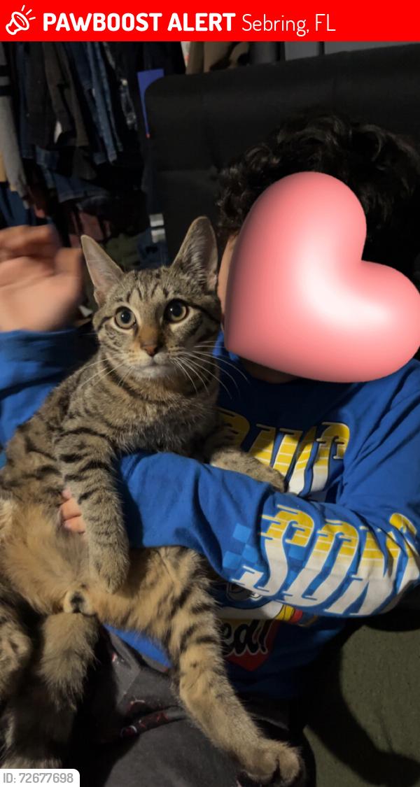Lost Male Cat last seen Near Garland Dr Sebring Fl 33870, Sebring, FL 33870
