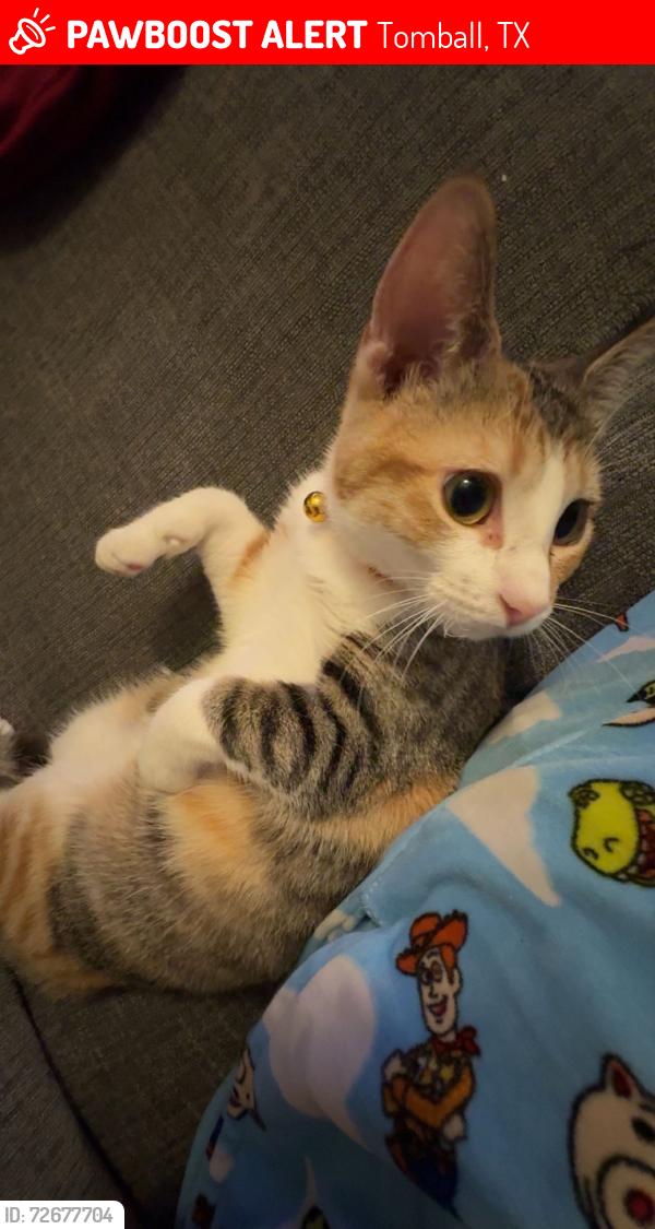Lost Female Cat last seen Main st , Tomball, TX 77375