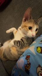 Lost Female Cat last seen Main st , Tomball, TX 77375