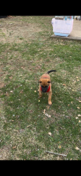 Lost Male Dog last seen Guilford ln 22193, Woodbridge, VA 22193