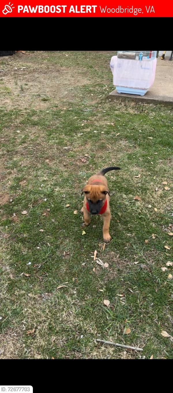 Lost Male Dog last seen Guilford ln 22193, Woodbridge, VA 22193