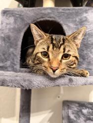 Found/Stray Male Cat last seen Across the street from fire station , Coral Springs, FL 33067