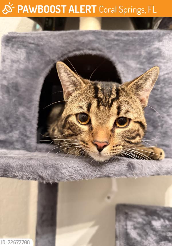Found/Stray Male Cat last seen Across the street from fire station , Coral Springs, FL 33067