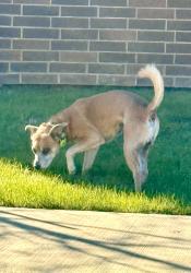 Found/Stray Unknown Dog last seen Dellrose community on Cumberland Ridge towards Bauer, Harris County, TX 77433