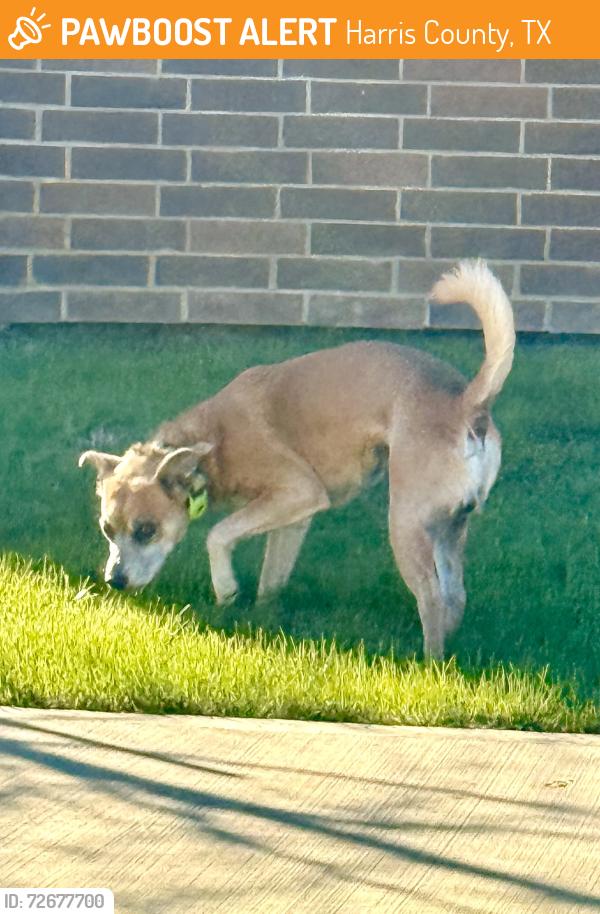 Found/Stray Unknown Dog last seen Dellrose community on Cumberland Ridge towards Bauer, Harris County, TX 77433