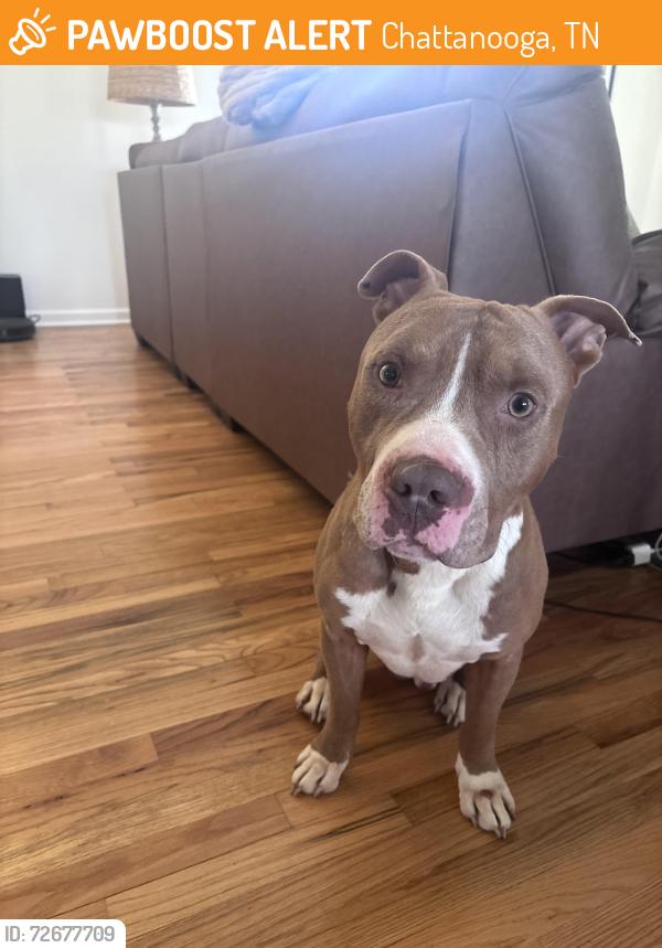 Found/Stray Male Dog last seen Hixson pike , Chattanooga, TN 37343