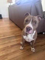 Found/Stray Male Dog last seen Hixson pike , Chattanooga, TN 37343