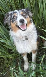 Lost Female Dog last seen West Street / Highway 99 / Tagus Ranch , Tulare County, CA 93274