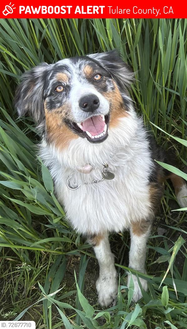 Lost Female Dog last seen West Street / Highway 99 / Tagus Ranch , Tulare County, CA 93274