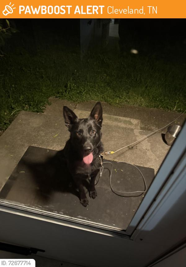 Found/Stray Unknown Dog last seen Trewhitt Rd/Hawk St , Cleveland, TN 37323