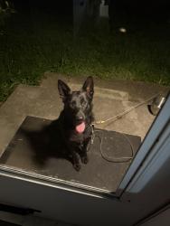 Found/Stray Unknown Dog last seen Trewhitt Rd/Hawk St , Cleveland, TN 37323