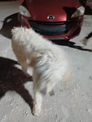 Found/Stray Male Dog last seen S.W. 136th St & 199th Ave Miami, FL. , Miami-Dade County, FL 33196