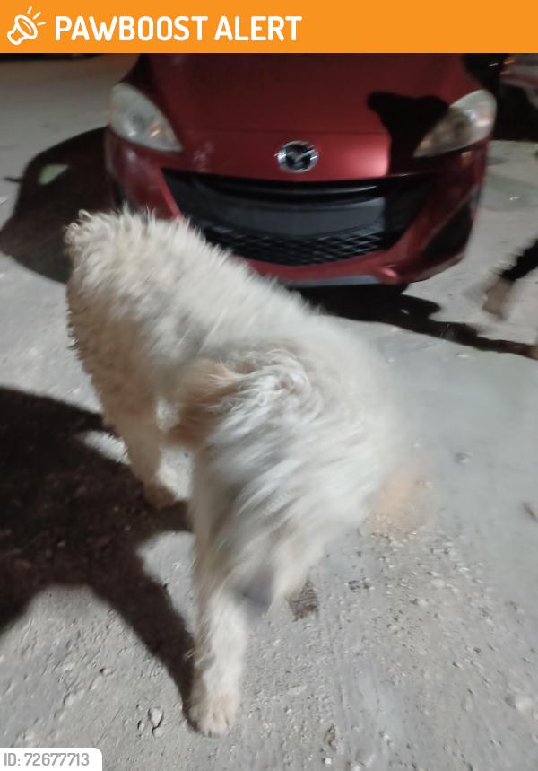 Found/Stray Male Dog last seen S.W. 136th St & 199th Ave Miami, FL. , Miami-Dade County, FL 33196