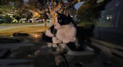 Lost Unknown Cat last seen Maitland Ave , Maitland, FL 32751