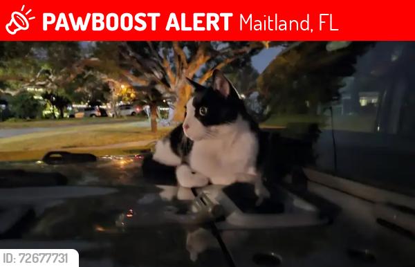 Lost Unknown Cat last seen Maitland Ave, Maitland, FL 32751