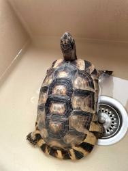 Found/Stray Unknown Reptile last seen Splitrail Drive and Wandering Road, Encinitas, CA 92024
