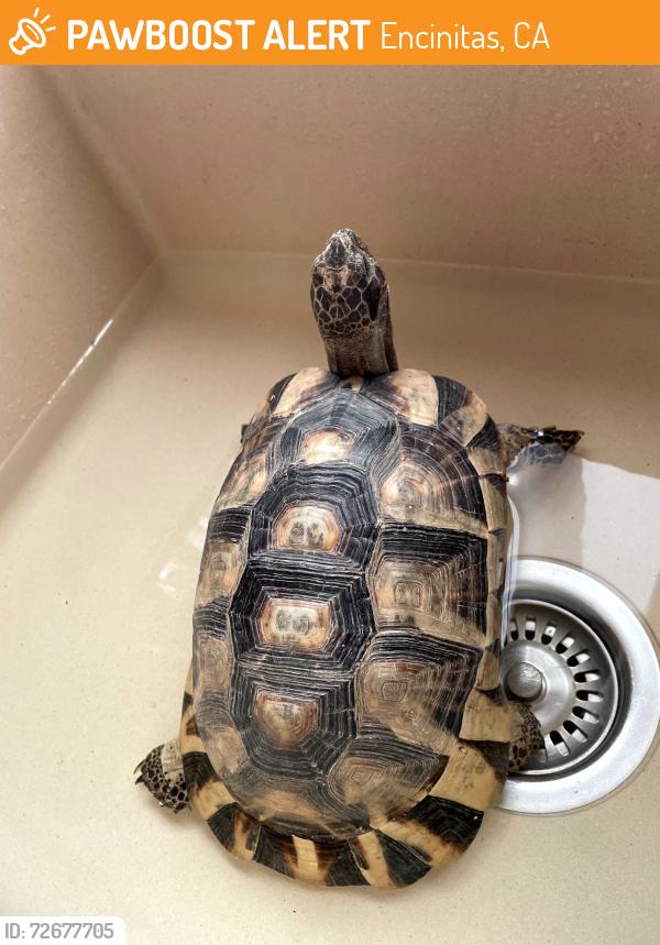 Found/Stray Unknown Reptile last seen Splitrail Drive and Wandering Road, Encinitas, CA 92024