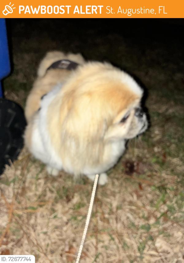 Found/Stray Male Dog last seen Winterhawk dr, St. Augustine, FL 32086