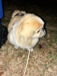 Found/Stray Male Dog last seen Winterhawk dr, St. Augustine, FL 32086