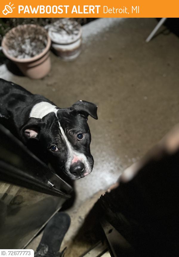Found/Stray Male Dog last seen Near freeway and Telegraph, Castle Rouge neighborhood , Detroit, MI 48223