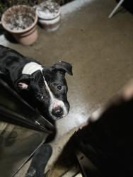 Found/Stray Male Dog last seen Near freeway and Telegraph, Castle Rouge neighborhood , Detroit, MI 48223
