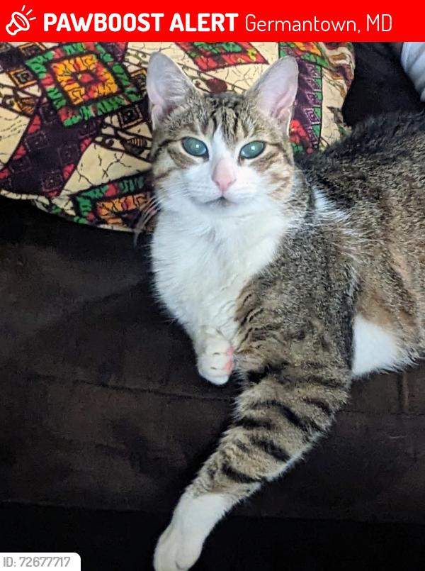 Lost Male Cat last seen Kilmarnock Way, Germantown, MD 20874