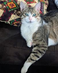 Lost Male Cat last seen Kilmarnock Way, Germantown, MD 20874
