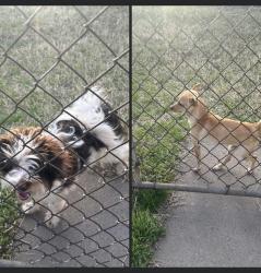 Found/Stray Unknown Dog last seen NW 36th St and N Youngs Blvd, Oklahoma City, OK 73112